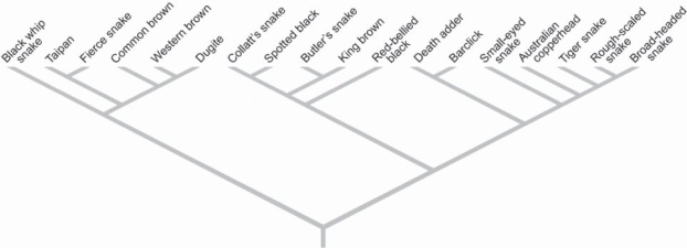   Figure 54.2 -Based on how you would go about measuring biodiversity, which of the following is true? A)  The most intensively studied lineages are vertebrates. B)  The easiest animals to study are the insects. C)  Bacteria are among the easiest to count regarding numbers of different species. D)  Species in the tropics are much easier to study than species in other biomes.