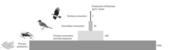   Figure 53.5 -After looking at the figure above, what can be said about productivity in this ecosystem? A)  Between 10 and 20% of the energy is lost at the next highest trophic level. B)  Nothing can be said based on this information. C)  Productivity increases with each trophic level. D)  Between 80 and 90% of the energy is lost at the next highest trophic level.
