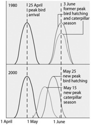 Use the following graph and information to answer the question below. Flycatcher birds that migrate from Africa to Europe feed their nestlings a diet that is almost exclusively moth cat The graph shows the mean dates of arrival, bird hatching, and peak caterpillar season for the years 1980 and 200   What is the shift in the peak of caterpillar season most likely due to? A)  acid precipitation in Europe B)  earlier migration returns of flycatchers C)  an innate change in the biological clock of the caterpillars D)  pesticide use E)  global warming