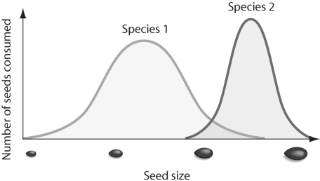   Figure 52.1 -In looking at the figure above, what conclusions can be drawn? A)  Both species compete for all sizes of seeds other than those of intermediate size. B)  Both species compete for seeds of intermediate size. C)  Both species compete for all sizes of seeds. D)  Both species eat all sizes of seeds.