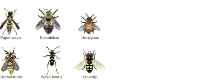   Figure 52.5 -In the figure above, which of the following statements is true? A)  All of the species of insects shown are in the order Hymenoptera. B)  There are no true mimics in the insects shown. C)  Half of the insects shown are harmless. D)  All of the insects are displaying Batesian mimicry.