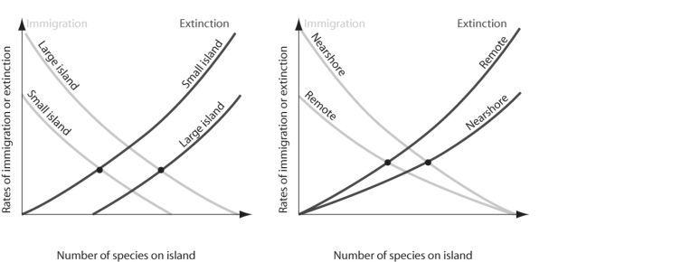   Figure 52.11 -Which of the following statements regarding the figure above is true? A)  Extinction rates are highest on large islands close to the mainland. B)  Species diversity should be highest on larger islands away from mainland. C)  Immigration rates are higher on smaller islands. D)  Species richness should be higher on larger islands close to mainland.