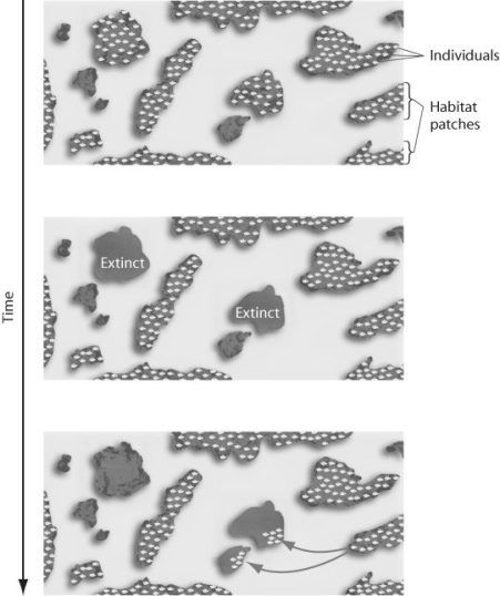       Figure 51.11 -The figure above represents the dynamics of A)  emigration. B)  extinction. C)  metapopulations. D)  both metapopulations and extinction. E)  both extinction and emigration.