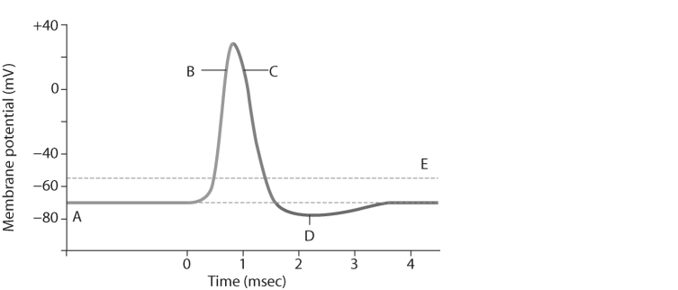   Figure 43.1 -How do myelin sheaths increase the speed with which action potentials are propagated along an axon? A)  They increase the permeability of Na<sup>+ </sup>ions in the plasma membrane. B)  They cause action potentials to  jump  down the axon rather than travel in a continuous path along every site on the axon. C)  They amplify the action potential by increasing sodium influx along the entire distance of the neuron. D)  All of the above answers apply.