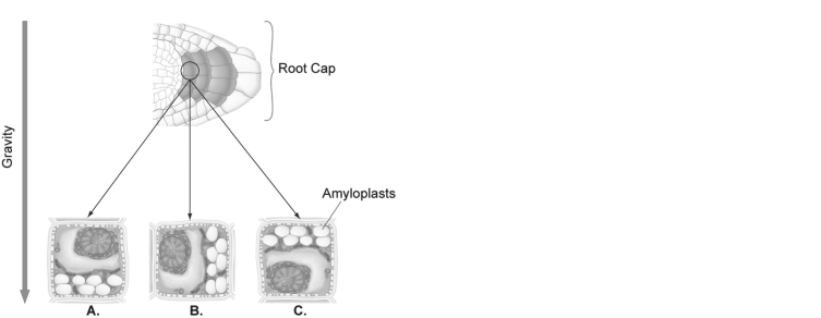   Figure 37.2 -Suppose you laid a seedling on its side so that the root was parallel to the ground. Immediately after the change in position, where in the root cells position A, B, or C in the figure above)  would you find the amyloplasts? The answer should be one of the positions show in Figure 37.2. A)  A B)  B C)  C