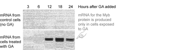   Figure 37.3 -Figure 37.3 is a Northern blot showing the expression of Myb mRNA in cultured aleurone layer cells that were treated with gibberellin versus control cells that were not treated with gibberellin. Only the gibberellin- treated cells expressed the Myb mRNA, but the Myb mRNA was not detectable until 6- 12 hours after gibberellin application. Why did it take so long? A)  Gibberellin had to enter the cells and find the Myb gene among the large plant genome. B)  Gibberellin had to bind to a receptor and initiate a signal transduction cascade that, in turn, had to activate a transcription factor that triggered the transcription of the Myb gene. C)  Gibberellin had to diffuse into the aleurone layer cells and be metabolized in order to trigger activation of a transcription factor that triggered transcription of the Myb gene.