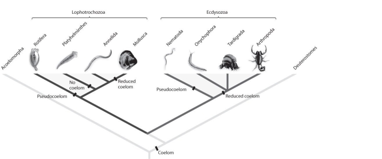   Figure 31.1 -Refer to Figure 31.1. Suppose new molecular analyses indicated that the phylum Annelida had diverged from the arthropod lineage after Onychophora and Tardigrada. What would this imply about protostome evolution? A)  Segmentation evolved only once within protostomes. B)  The annelid lineage gained and then lost the ability to molt. C)  The annelid lineage gained and then lost jointed limbs. D)  A and B E)  A and C