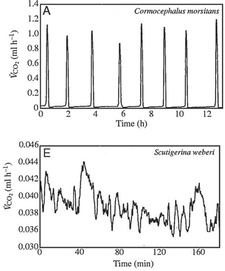 Use the following information when answering the corresponding questions) . Many terrestrial arthropods exchange gases with their environments by using tracheae, tubes that lead from openings called spiracles)  in the animal's exoskeleton or cuticle directly to the animal's tissues. Some arthropods can control whether their spir opened or closed; opening the spiracles allows the carbon dioxide produced in the tissues to travel down the tracheae and be released outside the animal. Klok et al. measured the carbon dioxide emitted over time represented by VCO<sub>2</sub>)  by several species of centipedes. Figure 31.2 presents graphs of their results for two species, Cormocephalus morsitans and Scutigerina weberi. C. J. Klok, R. D. Mercer, and S. L. Chown. 2002. Discontinuous gas- exchange in centipedes and its convergent evolution in tracheated arthropods.   Figure 31.2 -How would a terrestrial centipede most likely benefit from the ability to close its spiracles? A)  The centipede would not benefit at all. B)  Closing spiracles would allow the centipede to move more quickly. C)  Closing spiracles would allow the centipede to stay warmer. D)  Closing spiracles would allow more oxygen from the environment to reach the centipede's tissues. E)  Closing spiracles would allow the centipede to retain more moisture in its tissues.
