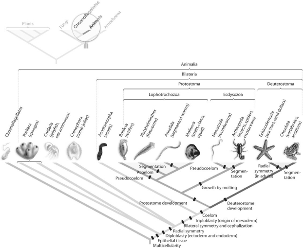   Figure 30.2 -Which morphological trait evolved more than once in animals, according to the phylogeny based on DNA sequence data found in Figure 30.2 above? A)  bilateral symmetry B)  coelom C)  protostome development D)  segmentation E)  tissue