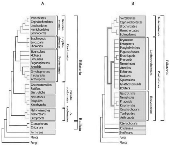 Use Figure 30.3 and the following information when answering the next question. In a review paper published in 2000, Adoutte et al. examined some animal phylogenies generated by comparing the ribosoma rRNA)  of animals from many different phyla. They then integrated these independently created phylogenies into one phylog best fit all the data. Figure 30.4 compares a traditional phylogeny based on morphological characteristics A)  to the new molecular- based phylog described by Adoutte et al. B) . Note that platyhelminthes, nemerteans, and entoprocts, which do not have coeloms and are classified as acoelomates in the morphological phylogeny, are reclassified as lophotrochozoans in the molecular phylogeny. Similarly, groups classified as pseudocoelomates in the morphological phylogeny are reclassified as either lophotrochozoans or ecdysozoans in the molecula phylogeny; other lophotrochozoans and ecdysozoans have coeloms.  A. Adoutte, G. Balavoine, N. Lartillot, O. Lespinet, B. Prud'homme, and R. de Rosa. 2000. The new animal phylogeny.   Figure 30.3 -What does this reclassification based on molecular data imply about the evolution of acoelomates, pseudocoelomates, and coelomates? A)  Pseudocoelomates can be seen as an intermediate stage between acoelomate and coelomate development. B)  Some pseudocoelomates and acoelomates have evolved from coelomates. C)  Although acoelomates and pseudocoelomates evolved only once, coelomates evolved multiple times in different lineages. D)  Only the animals that evolved earliest are acoelomates.