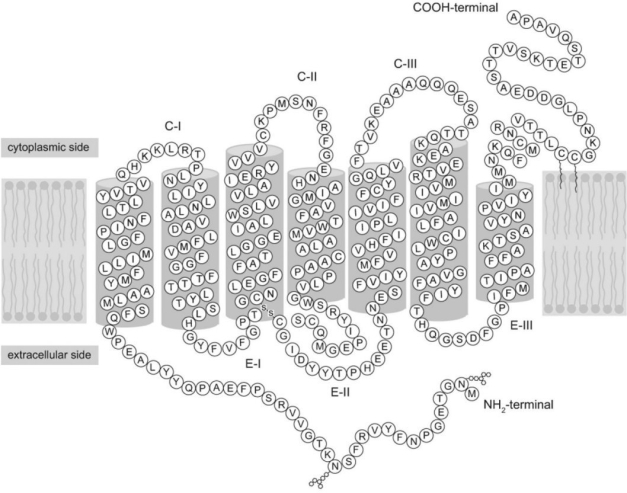 Refer to the following paragraph and Figure 3.1 to answer the following questions) .    Figure 3.1 Since structure correlates so well with function, biochemists are constantly looking for new ways to probe the complex structu proteins in order to understand what they do and how they do it. One of the most powerful techniques in existence today is X crystallography. The main difficulty with this technique is getting the protein to crystallize. Once crystallized, the protein is bombarded with X- rays to create a pattern that can be analyzed mathematically to determine the three- dimensional structure of the protein. This analysis has been performed by Krzysztof Palczewski on the protein rhodopsin, which is a light- sensitive protein found in species ranging from ancient bacteria archaea)  to humans. The structure schematically shown above, where each letter represents an amino acid)  is characterized by a single polypeptide chain with several a- helical segments that loop back and forth across the cell membrane. Another notable feature is the disulfide bond - S- S- )  that can be seen at the bottom of the third transmembrane segment. [Figure adapted from K. Palczewski et al., Science 289 2000) : 739.] -If you were reading off the sequence of amino acids in Figure 3.1 to a biologist friend, what should the first three letters be? A)  M- N- G B)  A- P- A C)  It doesn't matter, since the protein has no polarity or directionality.