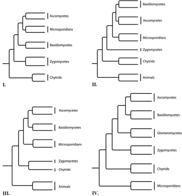 Which of the trees provided depicts the microsporidians as a sister group of the fungi, rather than as a fungus?   A)  I B)  II C)  III D)  IV