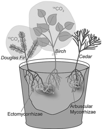 Use the following information when answering the corresponding questions) . Suzanne Simard and colleagues knew that the same mycorrhizal fungal species could colonize multiple types of trees. They w if the same fungal individual would colonize different trees, forming an underground network that potentially could transpor and nutrients from one tree to another S. Simard et al. 1997. Net transfer of carbon between mycorrhizal tree species in the fi Nature 388:579- 82) . Figure 29.2 illustrates the team's experimental setup. Pots containing seedlings of three different tree species were set up and grown under natural conditions for three years; two of the three species formed ectomycorrhizae Douglas fir, birch)  and the other cedar)  formed arbuscular mycorrhizae. For the experiment, the researchers placed airtight bags over the Douglas fir and birch seedlings; into each bag, they injected either carbon dioxide made from carbon- 13 or carbon- 14 <sup>13</sup>CO<sub>2 </sub>and <sup>14</sup>CO<sub>2</sub>, isotopes of carbon) . As the seedlings photosynthesized, the radioactive carbon dioxide was converted into radioactively labelled sugars that could be tracked and measured by the researchers.    Figure 29.2 -Referring to Simard et al. 1997) , what is the result that would most strongly refute their hypothesis? A)  No movement; carbon- 14 is found in the birch seedling's tissues and carbon- 13 in the Douglas fir. B)  Either carbon- 13 or carbon- 14 is found in the fungal tissues. C)  Reciprocal exchange; carbon- 14 is found in the Douglas fir seedling's tissues and carbon- 13 in the birch. D)  Either carbon- 13 or carbon- 14 is found in the cedar seedling's tissues.