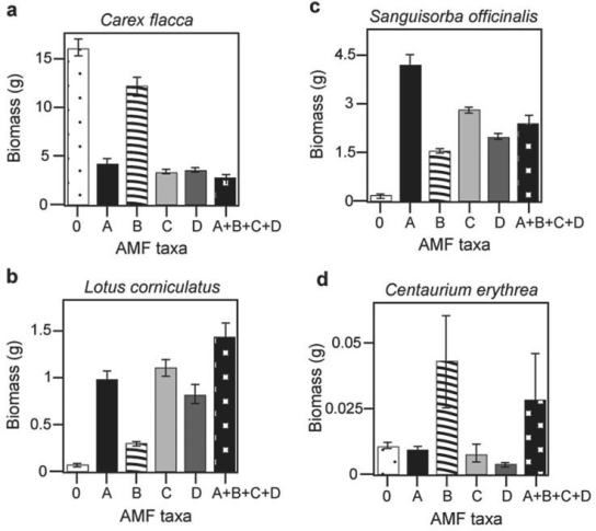 Use the following information when answering the corresponding questions) . There is much discussion in the media about protecting biodiversity, but does it really matter? Canadian and Swiss researcher to know if the diversity of arbuscular mycorrhizal fungi AMF)  was important to the productivity of grasslands M.G.A. van d Heijden, J. N. Klironomos, M. Ursic, P. Moutoglis, R. Streitwolf- Engel, T. Boler, A. Wiemken, and I. R. Sanders. 1998. Mycorrh fungal diversity determines plant biodiversity, ecosystem variability and productivity. Nature 396:69- 72) . Specifically, they wanted to know if it mattered which specific AMF species were present, or just that some type of AMF was present. They grew various plants in combination with one of four AMF species, no AMF, or all four AMF species together; and they measured plant growth under each set of conditions. All plant species were grown in each plot, so they always competed with each other with the only difference being which AMF species were present. Use the graphs in Figure 31.4 to answer the questions that follow. Note that the x- axis labels indicate the number and identity of AMF species bar 0 = no fungi; bars A- D = individual AMF species; bar A+B+C+D = all AMF species together) . The y- axis indicates the amount grams)  of plant biomass for the species shown in italics above each graph.    Figure 29.4 -Based on the van der Heijden et al. 1998)  graphs in Figure 29.4, which of the following is the best description of the data supporting the idea that a plant species did not form mycorrhizae with a fungus? A)  Its biomass is greatest when all AMF are present. B)  Its biomass is greatest when no AMF are present. C)  Its biomass is greatest when AM fungus C is present. D)  Its biomass is greatest when AM fungus A is present. E)  Its biomass is greatest when AM fungus B is present.