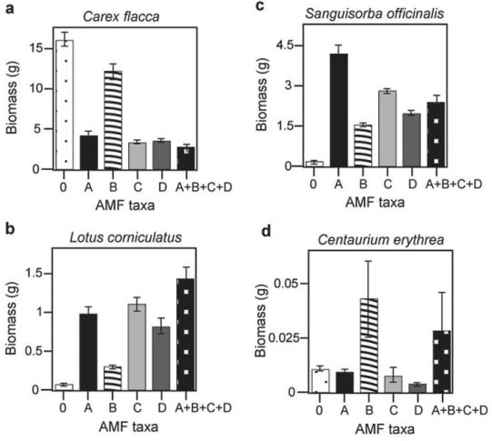Use the graphs in Figures 29.4 and 29.5 and the following information when answering the corresponding questions. Canadian and Swiss researchers van der Heijden et al., 1998)  interested in factors affecting biodiversity, grew a variety of gra plants in combination with one of four arbuscular mycorrhizal AMF)  species, no AMF, or all four AMF species together; and measured plant growth under each set of conditions. All plant species were grown in each plot, so they always competed with each other with the only difference being which AMF were present. Use the graphs in Figure 31.5 to answer the questions that follow. Note that the x- axis labels indicate the number and identity of AMF species bar 0 = no fungi; bars A- D = individual AMF species; bar A+B+C+D = all AMF species together) . The y- axis indicates the amount grams)  of plant biomass for the species shown in italics above each graph. Graph e)  is the total biomass grams)  of all 11 plant species combined; graph f)  is the biomass of Bromus erectus plants only, separated from the total.    Figure 29.4    Figure 29.5 -What is the major difference between Bromus erectus graph f)  and the other plant species graphs a- d)  included in the study? A)  Bromus is unaffected by AMF diversity. B)  Bromus produces very little biomass regardless of AMF. C)  Bromus grows best with a diversity of fungal partners. D)  Bromus does not form mycorrhizal associations.