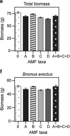 Use the graphs in Figures 29.4 and 29.5 and the following information when answering the corresponding questions. Canadian and Swiss researchers van der Heijden et al., 1998)  interested in factors affecting biodiversity, grew a variety of gra plants in combination with one of four arbuscular mycorrhizal AMF)  species, no AMF, or all four AMF species together; and measured plant growth under each set of conditions. All plant species were grown in each plot, so they always competed with each other with the only difference being which AMF were present. Use the graphs in Figure 31.5 to answer the questions that follow. Note that the x- axis labels indicate the number and identity of AMF species bar 0 = no fungi; bars A- D = individual AMF species; bar A+B+C+D = all AMF species together) . The y- axis indicates the amount grams)  of plant biomass for the species shown in italics above each graph. Graph e)  is the total biomass grams)  of all 11 plant species combined; graph f)  is the biomass of Bromus erectus plants only, separated from the total.    Figure 29.4    Figure 29.5 -What is the major difference between Bromus erectus graph f)  and the other plant species graphs a- d)  included in the study? A)  Bromus is unaffected by AMF diversity. B)  Bromus produces very little biomass regardless of AMF. C)  Bromus grows best with a diversity of fungal partners. D)  Bromus does not form mycorrhizal associations.