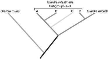 Use the following information to answer the corresponding questions) . Giardia intestinalis can cause disease in several different mammalian species, including humans. Giardia organisms G. intestinalis)  that infect humans are similar morphologically to those that infect other mammals; thus, they have been considered a single species, though other species in the Giardia genus infect other organisms. However, G. intestinalis has been divided into different subgroups based on their host and a few other characteristics. In 1999, a DNA sequence comparison study tested the hypothesis that these subgroups actually constitute different species. T following phylogenetic tree was constructed from the sequence comparison of rRNA from several subgroups of G. intestinalis few other morphologically distinct species of Giardia. The researchers concluded that the subgroups of Giardia are sufficiently different from one another genetically that they could be considered different species. T. Monis et al. 1999. Molecular systematics of the parasitic protozoan Giardia intestinalis. Mol. Biol. Evol. 16[9]:1135- 44.)     Figure 27.1 -According to the phylogenetic tree in the figure above, Giardia intestinalis constitutes a _ group. A)  paraphyletic B)  polyphyletic C)  monophyletic