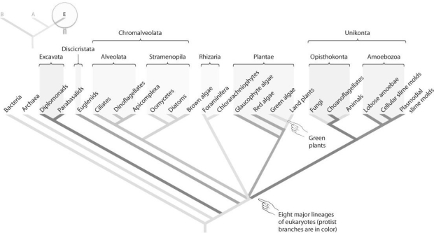   Figure 27.2 -Refer to the figure above and consider the following data: Brown algae protists)  include unicellular and multicellular organisms. Red algae protists)  include unicellular and multicellular organisms. Amoebae protists)  include unicellular and multicellular organisms. Which of the following conclusions is consistent with the data presented? A)  Multicellularity evolved once; thus, animals are derived from the most recently evolved protists. B)  Multicellularity is a synapomorphy that defines a eukaryote. C)  Multicellularity evolved multiple times as eukaryotes diversified. D)  Multicellularity is more adaptive than unicellularity. E)  None of the above answers apply.