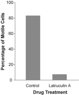 Use the following information when answering the corresponding questions) . The mechanism of cell crawling in protist species is not well defined. The textbook states that pseudopodia extension involves interactions between actin and myosin the same molecules that are involved in mammalian muscle contraction) . However, p the study described below, no one had provided convincing data that actin and myosin were actually involved in cell crawlin protists. Anatomical studies had identified the cytoskeletal protein actin just below the surface of the cell membrane in severa of protist, but physiological studies had failed to show a functional link between actin, myosin, and cell crawling. In a study by N. Poulsen et al. Diatom gliding is the result of an actin- myosin motility system, Cell Motility and the Cytoskeleto 1999) :23- 22) , researchers tested whether motility in a particular species of diatom involves interactions between actin and myosin.    Figure 27.3 -The data graphed in Figure 27.3 could be an artifact if latrunculin A kills this species of diatoms i.e., that may be why the cells are not moving) . Which of the following would be the best evidence that latrunculin A is not killing the cells? A)  There were still a small percentage of motile cells in the culture treated with the toxin. B)  When the toxin was washed off the culture, the cells began to move again. C)  Most of the cells in the control were moving, indicating that they were alive. D)  When the toxin was applied to another species of diatom, 25% of them continued to move.
