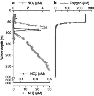   Figure 26.1 -Bacteria able to perform the NH<sub>4</sub><sup>+</sup><sup> </sup>+ NO<sub>2</sub><sup>-</sup><sup> </sup><sup> </sup>-N<sub>2</sub><sub> </sub>+ 2H<sub>2</sub>O reaction have been discovered in laboratory bioreactors and wastewater treatment systems. Researchers predicted that these bacteria should exist in oceans. They measured the concentration of NH<sub>4</sub><sup>+</sup>, NO<sub>2</sub><sup>- </sup>, NO<sub>3</sub><sup>- </sup>, and O<sub>2 </sub>in the Black Sea as a function of water depth M. Kuypers et al. 2003 Anaerobic ammonium oxidation by anammox bacteria in the Black Sea. Nature 422:608- 11)  to determine where in the sea the bacteria might live. Analyzing data presented in Figure 26.1 above, at what depth would you expect to find the bacteria? Note: In the figure, different scales are used to show concentrations of NH<sub>4</sub><sup>+</sup>, NO<sub>2</sub><sup>- </sup>, NO<sub>3</sub><sup>- </sup>, and O<sub>2</sub>.)  A)  in the top 5 metres B)  below 100 metres C)  in the top 50 metres D)  at a depth of 92 metres E)  at a depth of 75 metres