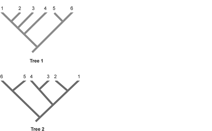   Figure 25.2 -In the phylogenetic trees above, numbers represent species and the same species are shown in both trees. Which two species are represented as sister species in Tree 2 but are not shown as sister species in Tree 1? A)  1 and 2 B)  2 and 3 C)  3 and 4 D)  5 and 6 E)  The two trees show all the same phylogenetic relationships.