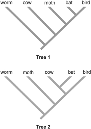   Figure 25.3 -Applying the principle of parsimony to the trait  ability to fly,  which of the two phylogenetic trees above is most parsimonious? A)  Tree 1 B)  Tree 2 C)  Both trees are equally parsimonious.