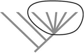  Figure 25.5 -How did the pattern shown in the circled part of Figure 25.5 most likely arise? A)  allopatric speciation B)  background extinction C)  mass extinction D)  convergent evolution E)  adaptive radiation