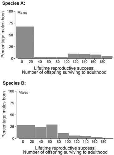 <strong> Figure 23.4 -Refer to Figure 23.4. Male reproductive success, measured as the number of offspring surviving to adulthood pupating), is found for two closely related beetle species and graphed above. Which of these statements would you expect to be true of sexual dimorphism in the two species?</strong> A) Species A should have greater sexual dimorphism than species B. B) Species B should have greater sexual dimorphism than species A. C) Species A and B should have about equal amounts of sexual dimorphism. D) Neither species should show any sexual dimorphism.