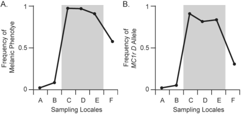 <strong> Figure 22.2 The distribution of pocket- mouse coat colours in several Arizona populations is associated with substrate colour Some populations live on light- coloured granite substrate, and others live on dark volcanic rock. In Figure 22.2, chart A shows the frequency of the melanic dark) coat phenotype across six populations. Populations C, D, and E live on dark volcanic rock; populations A, B, and F live on light- coloured granite. Chart B shows the Frequency of the Melanocortin- 1 receptor Mc1r) allele across these populations. The Mc1r alleles, D and d, differ by four amino acids; mice with DD and Dd genotypes have dark coats, whereas mice with dd genotype are light coloured. Which of the following statements best interprets the results shown in charts A and B?</strong> A) Frequency of the D allele is closely associated with both the melanic phenotype and the presence of dark substrate colour. B) Frequency of the D allele is closely associated with the melanic phenotype, but is unrelated to the presence of dark substrate colour. C) Frequency of the D allele is not associated with the melanic phenotype, but is associated with the presence of dark substrate colour. D) Frequency of the D allele is associated neither with the melanic phenotype nor with the presence of dark substrate colour. E) Frequency of the D allele does not vary.