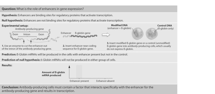   Figure 19.1 -Predict what would occur in the experiment shown in Figure 19.1 if Tonegawa and colleagues had mistakenly inserted the antibody gene enhancer in reverse orientation backward)  into the fi- globin gene. A)  There would be transcription of the fi- globin gene, but on the opposite strand of DNA from the one normally transcribed. B)  There would be minute levels of fi- globin gene expression in the antibody- producing cells. C)  There would be little difference in the results of this experiment and the one shown in the figure. D)  There would be no fi- globin gene expression in the antibody- producing cells.