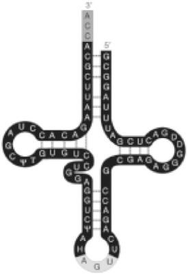   Figure 17.3 -Refer to Figure 17.3. What is the function of the AGU on the loop of the tRNA? A)  It is the active site of this ribozyme. B)  It base pairs with the codon of mRNA. C)  It stabilizes the tRNA- amino acid complex. D)  It attaches to the amino acid.
