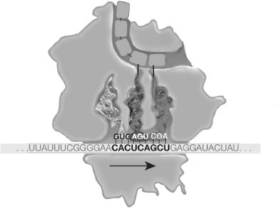   Figure 17.4 -Refer to Figure 17.4. During elongation, which site in the ribosome represents the location where a codon is being read? A)  P site B)  small subunit C)  E site D)  A site