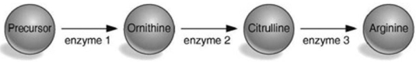  Figure 16.1   \begin{array}{|l|l|l|l|l|} \hline \text { Mutant Strain } & \text { Medium with: } & \text { Medium with: } & \text { Medium with: } & \text { Medium with: } \\ & \text { No ornithine } & \text { Ornithine } & \text { No ornithine } & \text { No ornithine } \\ & \text { No citrulline } & \text { No citrulline } & \text { Citrulline } & \text { No citrulline } \\ & \text { No arginine } & \text { No arginine } & \text { No Arginine } & \text { Arginine } \\ \hline \text { argl } & \text { no growth } & \text { GROWTH } & \text { GROWTH } & \text { GROWTH } \\ \hline \text { arg2 } & \text { no growth } & \text { no growth } & \text { GROWTH } & \text { GROWTH } \\ \hline \text { arg3 } & \text { no growth } & \text { no growth } & \text { no growth } & \text { GROWTH } \\ \hline \end{array}     -According to the table and Figure 16.1, which enzyme is defective in the strain with the arg2 mutation? A)  the enzyme that converts ornithine to citrulline B)  the enzyme that converts the precursor to ornithine C)  the enzyme that converts the precursor to citrulline D)  the enzyme that converts citrulline to arginine 