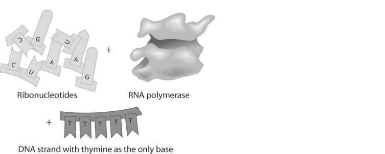   Figure 16.4 -Codons, the three base sequences that code for specific amino acids, are part of A)  protein. B)  mRNA. C)  rRNA. D)  tRNA.