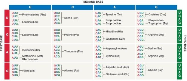 Use the figure to answer the following questions) .    Figure 16.5 -Refer to Figure 16.5. Transfer RNA contains the anticodon XXX three- base sequence that is complementary to the mRNA codon) . tRNA with which anticodon would transport phenylalanine to the ribosome? A)  CCC B)  TTT C)  UUU D)  AAA