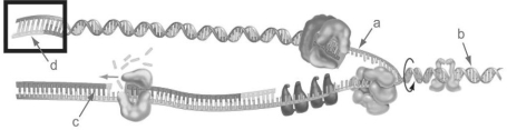   Figure 15.2 -Identify the lagging strand in Figure 15.2. A)  a B)  b C)  c D)  d