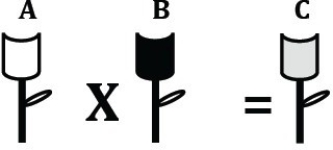   Figure 14.2 -In the figure above, flower A was crossed with flower B to produce flower C. The phenotype of flower C is the result of A)  aneuploidy. B)  codominance. C)  the passing on of a sex- linked trait. D)  incomplete dominance.