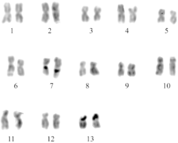   Figure 13.2 -The karyotype shown above is that of a snail, Pomacea patula catemacensis. What is the diploid number for this organism? A)  46 B)  26 C)  7 D)  13