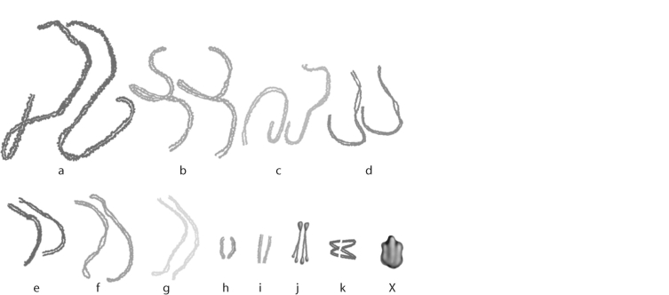   Figure 13.5 -Grasshoppers have 11 pair of autosomes, and one sex chromosome. Which chromosome in Figure 13.5 is the sex chromosome? A)  j B)  e C)  X D)  k