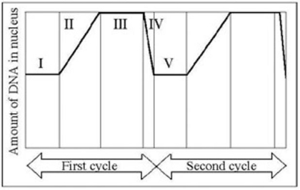   In the figure provided, G<sub>1 </sub>is represented by which numbered parts)  of the cycle? A)  V only B)  III only C)  IV only D)  I or V E)  II or IV