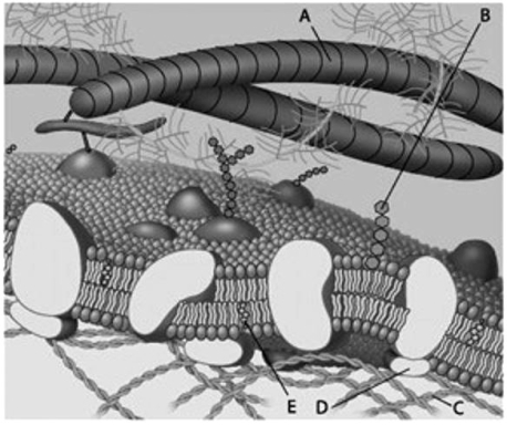 Which component is a protein fibre of the extracellular matrix?   A)  A B)  B C)  C D)  D E)  E