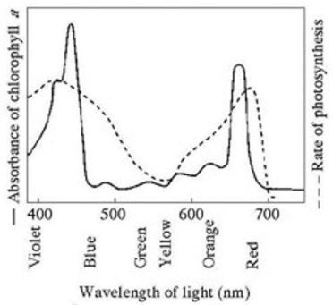 The figure provided shows the absorption spectrum for chlorophyll a and the action spectrum for photosynthesis. Why are they different?   A)  Bright sunlight destroys photosynthetic pigments. B)  Aerobic bacteria take up oxygen, which changes the measurement of the rate of photosynthesis. C)  Green and yellow wavelengths inhibit the absorption of red and blue wavelengths. D)  Other pigments absorb light in addition to chlorophyll a. E)  Oxygen given off during photosynthesis interferes with the absorption of light.