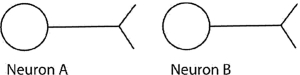 Consider the synapse shown schematically here.   If neuron A causes neuron B to become hyperpolarized relative to B's resting state, A) neuron B is more likely to fire its own action potential. B) neuron B is less likely to release neurotransmitter molecules from its own axon terminal. C) neuron B is more likely to absorb extracellular potassium through voltage-gated channels. D) neuron B is less likely to absorb extracellular sodium through the sodium-potassium pump.