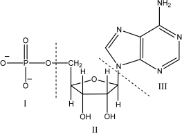 Region II in the nucleotide shown is the ________   A) five-carbon sugar. B) phosphate group. C) nitrogen-containing base. D) amide. E) carboxylic acid.
