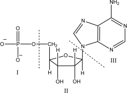 Region III in the nucleotide shown is the ________   A) five-carbon sugar. B) phosphate group. C) nitrogen-containing base. D) amide. E) carboxylic acid.