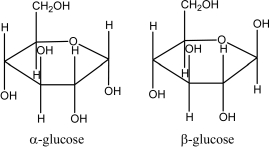  Draw a disaccharide that is representative of the structure of cellulose.The structures of  \alpha - and  \beta -glucose are given.   