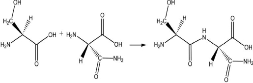 The following reaction produces a peptide.Which statement about this reaction is NOT correct?   A) In this reaction, an amino group reacts with a carboxylic acid group. B) This condensation reaction produces a peptide bond. C) An amide group is formed in this reaction. D) The peptide shown is the only possible product produced by this reaction. E) Two amino acids are linked together by this reaction.