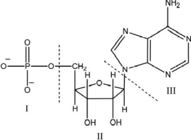 Region II in the nucleotide shown is the   A) five-carbon sugar. B) phosphate group. C) nitrogen-containing base. D) amide. E) carboxylic acid.