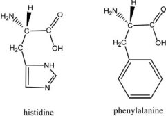 What effect, if any, can the substitution of one amino acid for another in a protein have on the protein's function? For example, what if histidine were substituted for phenylalanine at a physiological pH of 7.4? What major difference do you see in their R groups?  