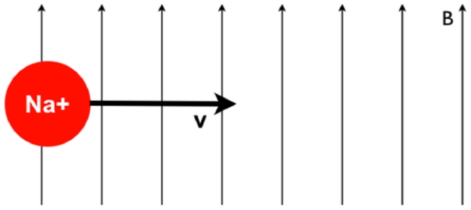 <strong>A horizontally moving positive sodium ion enters a magnetic field that points up. The magnetic force pushes the charge out of its original path. When viewed as shown on this page, what direction will the magnetic force point?</strong> A) Into the page B) Out of the page C) There is not enough information to answer.